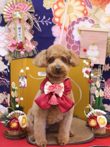 20240114チョコちゃん